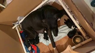 Great Dane Mama Riley is giving birth now! Mother dog giving birth to puppies.. Dog labor!