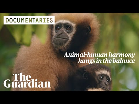 Guardians of the Gibbons: can India save its only ape species from extinction?