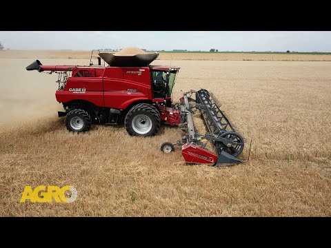 Nueva cosechadora 160 Automation de Case IH en trigos de 6000 kilos (#1115 2024-12-21)