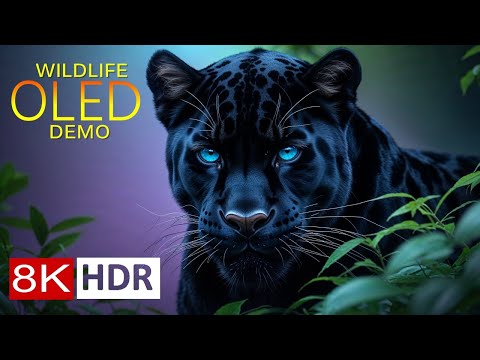 STUNNING WILDLIFE in 8K HDR - OLED Demo for Ultra HD Displays