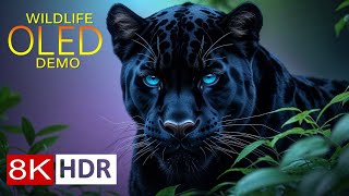 STUNNING WILDLIFE in 8K HDR - OLED Demo for Ultra HD Displays