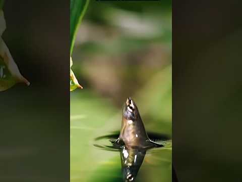 Fish can lay eggs in trees