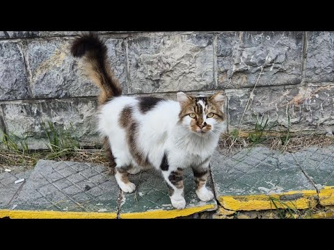 Cute hungry stray cat with beautiful patterns.