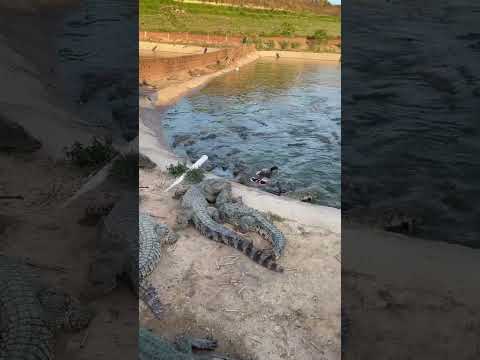 #crocodile #alligator #florida #everglades #miami #usa #travel #wildlife #nature #crocodiles