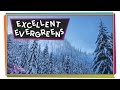 Evergreen Trees and Their Characteristics