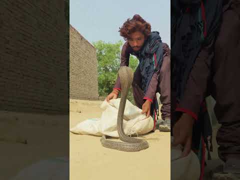 Intentó atrapar una SERPIENTE VENENOSA pero se equivocó 😰