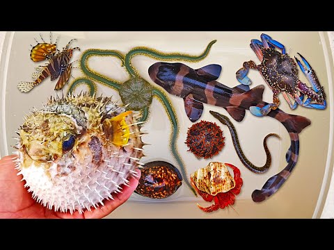 Tangkap ikan buntal dan kelomang, ikan hiu, belut, ikan laut, kepiting, hewan laut, starfish, keong