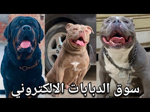 سوق الجمعة الالكتروني للكلاب .. أقوي مستويات في العالم 👌