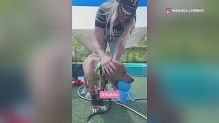 Watch: Country music singer Miranda Lambert visits City Dogs Cleveland