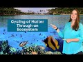 Exploring the Cycles of Matter in Ecosystems