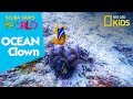 Clownfish Behavior and Habitat