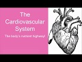 Exploring the Cardiovascular System