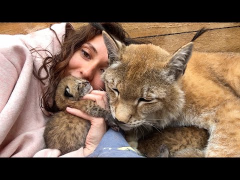 РЫСЬ УМКА СДЕЛАЛА НОВОЕ ГНЕЗДО ДЛЯ КОТЯТ