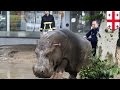 Zoo Flood Incident and Animal Escape