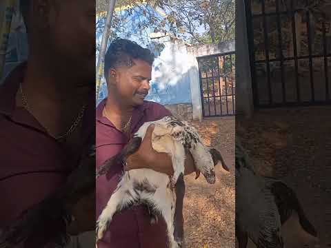 ஹலோ பிரண்ட்ஸ் என்ன ஒரு நடிப்பு பாருங்க........??