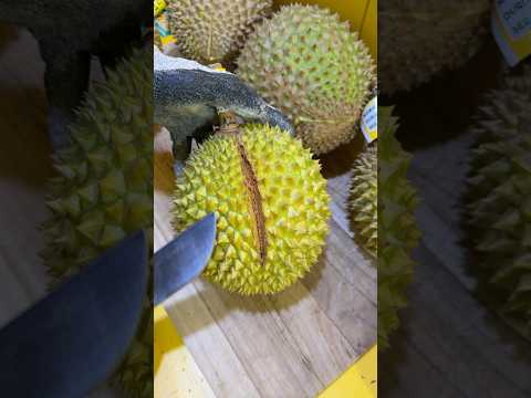 DURIAN BERGARIS HITAM #durian #masduren