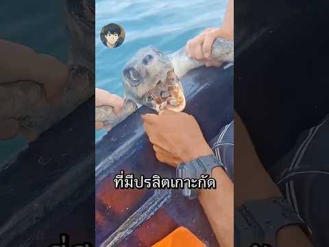 เขาช่วยเต่าตัวหนึ่งแล้วได้ของขวัญล้ำค่าจากใต้ทะเล