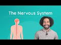 Exploring the Nervous System for Kids