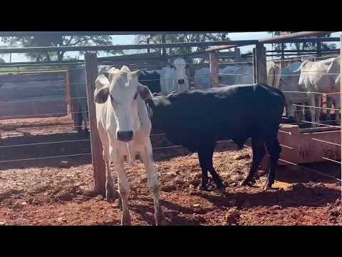 LOTE 23