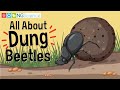 Dung Beetle Behavior and Ecology
