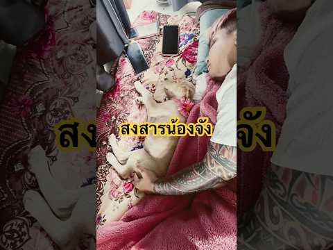 สงสารอาหลงมาก พอพี่บั้งไฟมาก็ทำกับหลงแบบนี้เลย???? #บางแก้ว #หมาจรก็มีหัวใจ #บั้งไฟ #บุญหลง #จรวด