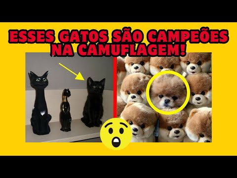 Fotos que provam que gatos são ninjas na camuflagem - COMPILADO #1