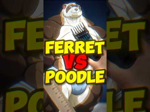 They gave ferrets steroids