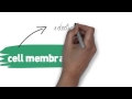 Cell Structure and Function Concepts