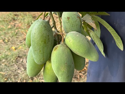 Aam Ka kaam kiya Tamam 🥭😳