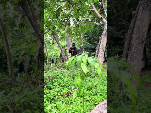 Tradisional documented Prog #horse #animals #pets