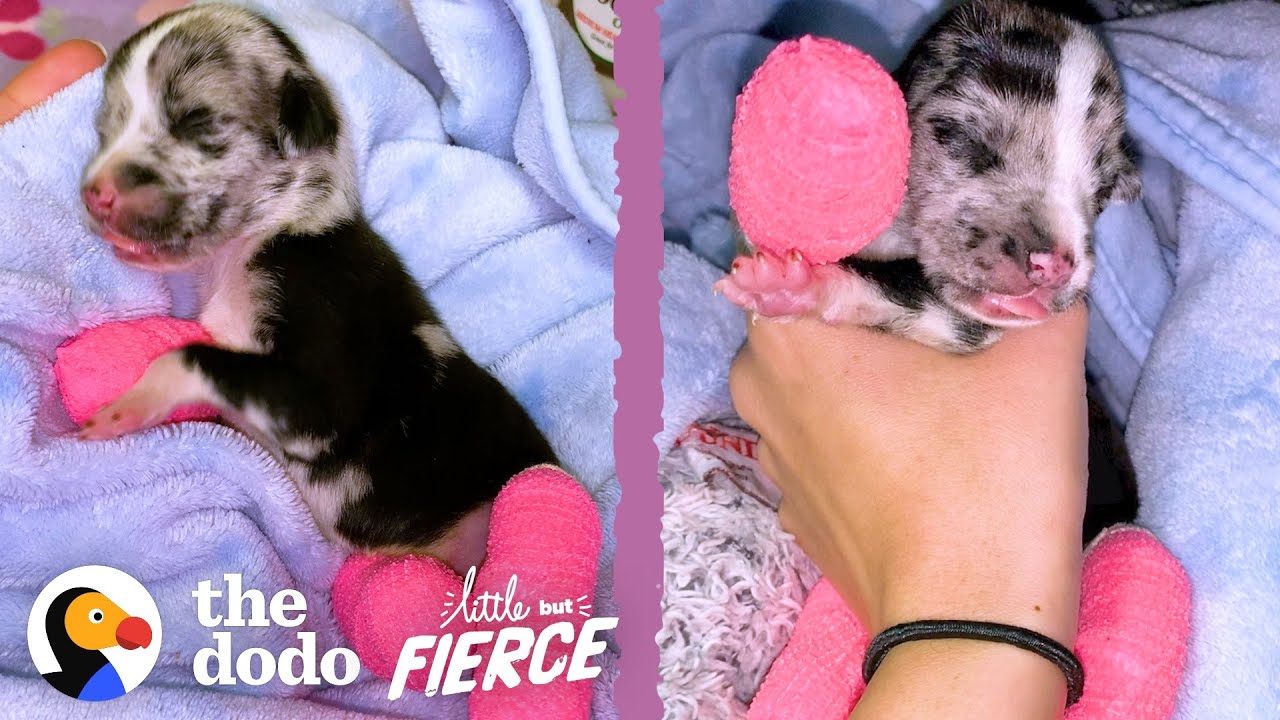 Tiniest Puppy Grows Up To Be HUGE Little But Fierce