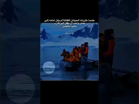 عندما طاردته الحيتان القاتلة لم يكن أمامه إلى.. #اكسبلور #متابعة#لايك#ريلز#حالات_واتس #إقتباسات#حزين