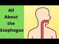 Understanding the Esophagus