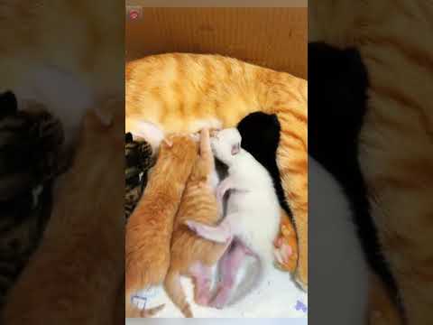 Cute funny pets😀#shorts #funnycats