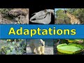 Animal Adaptations and Their Functions