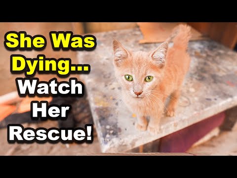 You Won’t Believe How This Sick Stray Kitten Was Saved! ( Kitten rescue - Cute kitten - Kitten care)