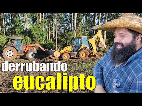 derrubando eucaliptos gigantes para fazer tábuas