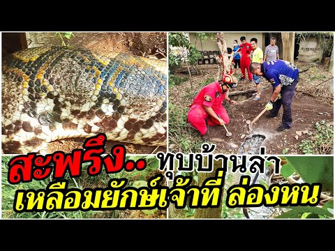 สุดสะพรึง ทุบบ้านล่างูเหลือมยักษ์เจ้าที่ ล่องหนหายวั๊บ ขนหัวลุกซู่