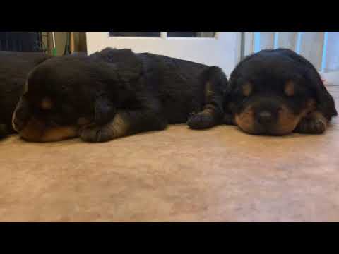 Rottweiler Puppies For Sale Craigslist Nc 07 2021