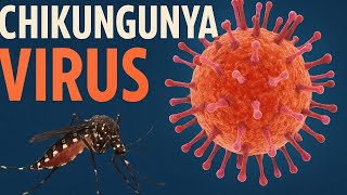 What is Chikungunya Virus? | Symptoms, Transmission & Prevention Explained