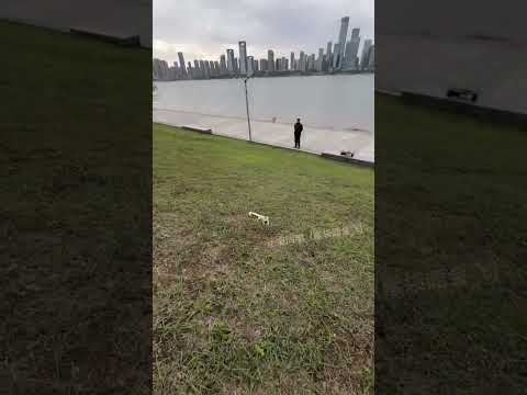 Tiny Gliders, Big Jumps! Adorable Sugar Glider Flight Practice #cute #animals #funny