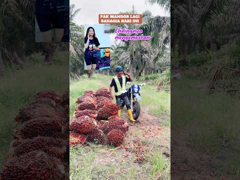 Pak mandor lagi bahagia hari ini #kelapasawit #kurirsawit #petanisawit #kebunsawit