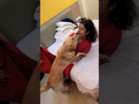 Coco didiko piyar de rahi 😍❤️ #dogs #viral #labrador #coco #dog #shorts #trending #pets #animal #pet