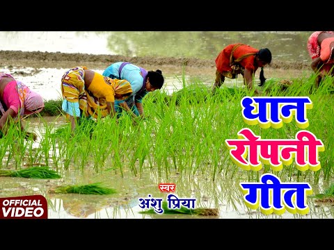 धान रोपनी गीत #Video | असली धान रोपनी गीत | पारम्परिक धान रोपनी गीत | Anshu Priya Dhan Ropni Geet