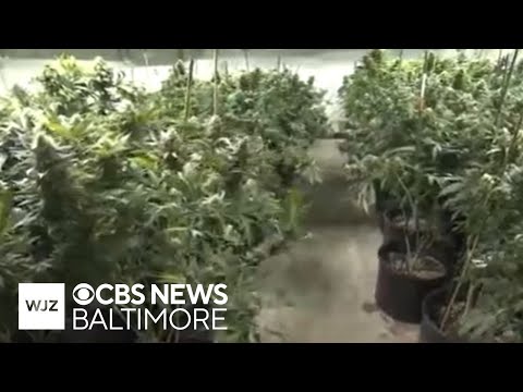 YouTube video thumbnail: Maryland Governor Pardons 7,000 Cannabis Offenses