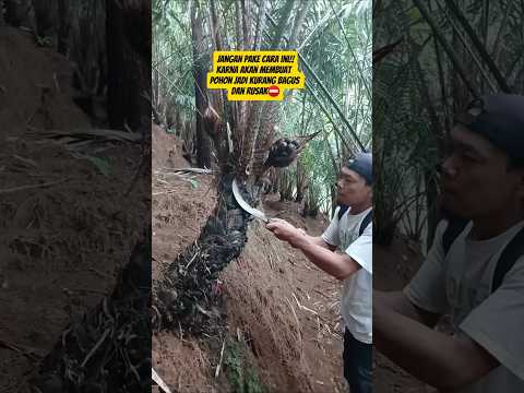 Cintoh pemangkasan plepah yg tidak di sarankan!!⛔️ #petani #petualang #pangkasplepah #fypシ゚