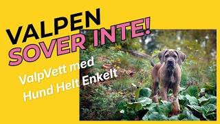 Hjälp! Valpen sover inte! Valpvett med Hund Helt Enkelt.