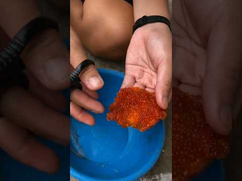 telur sapu sapu kok buat ikan mas?