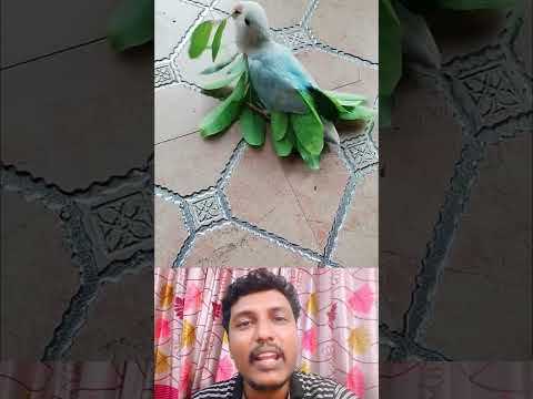 The bird increased its beauty. #funny #comedymove #comedyfilms #duet #interestingclips #comedymovi