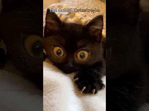 The Cutest Catastrophe